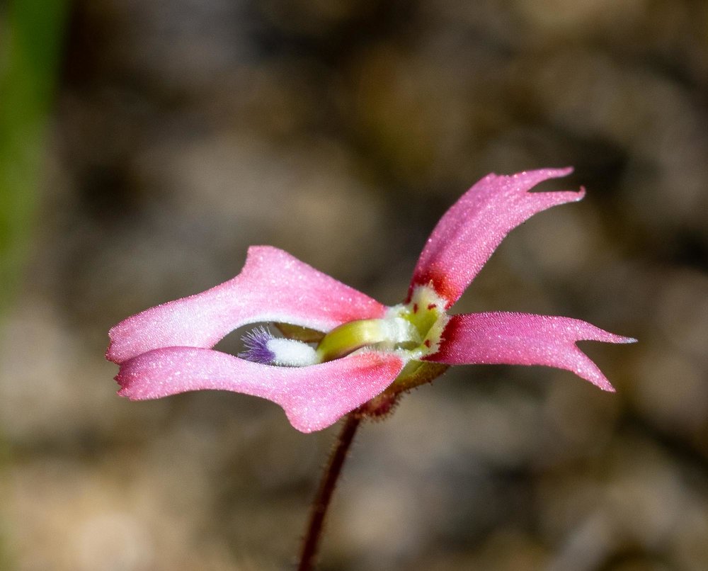 Stylidium calcaratum (Book Trigger Plant)