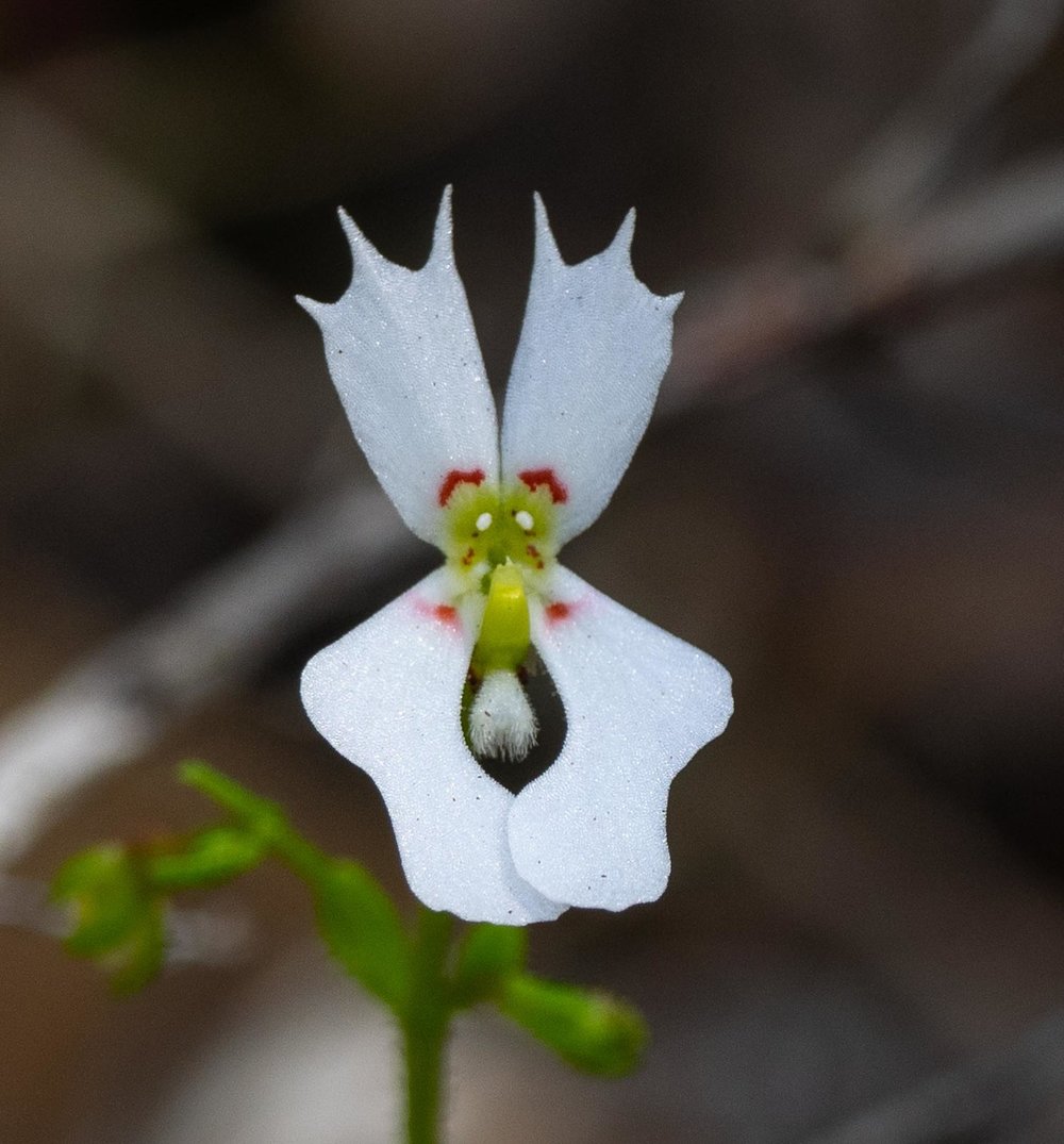 Stylidium calcaratum (Book Trigger Plant)