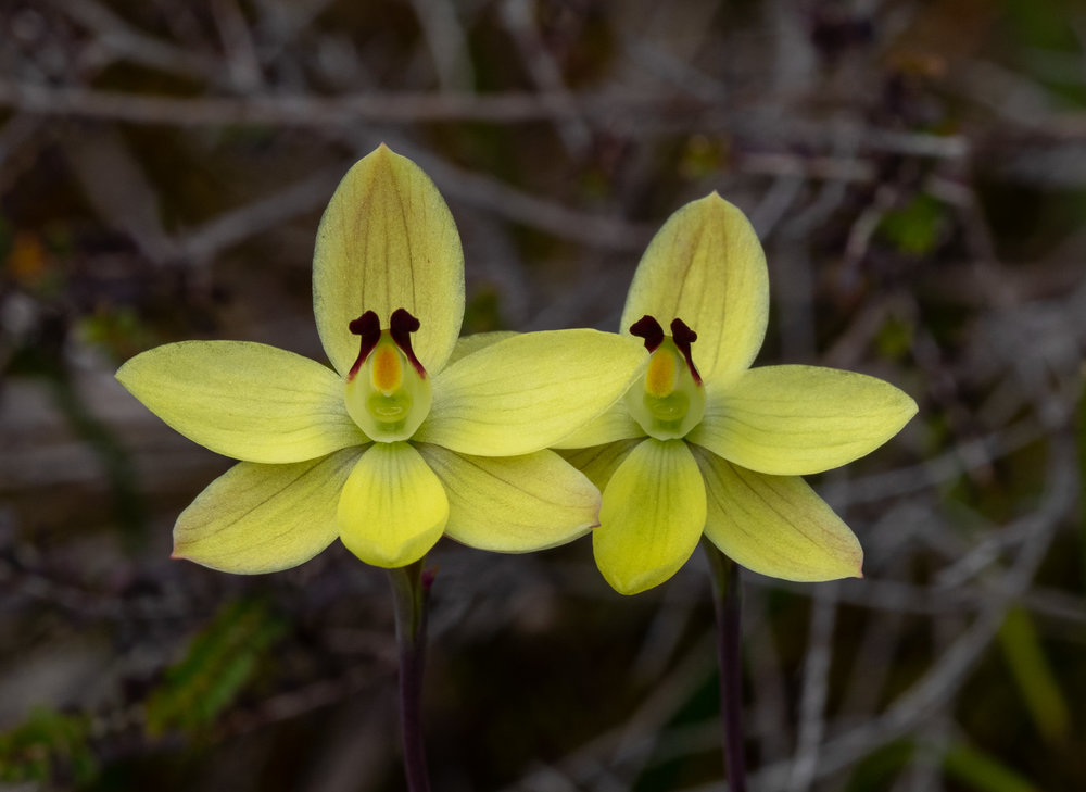 Thelymitra antennifera (Lemon-scented Sun Orchid)