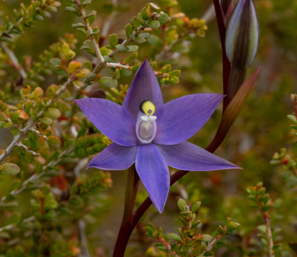 Thelymitra granitora (Coastal Sun Orchid)