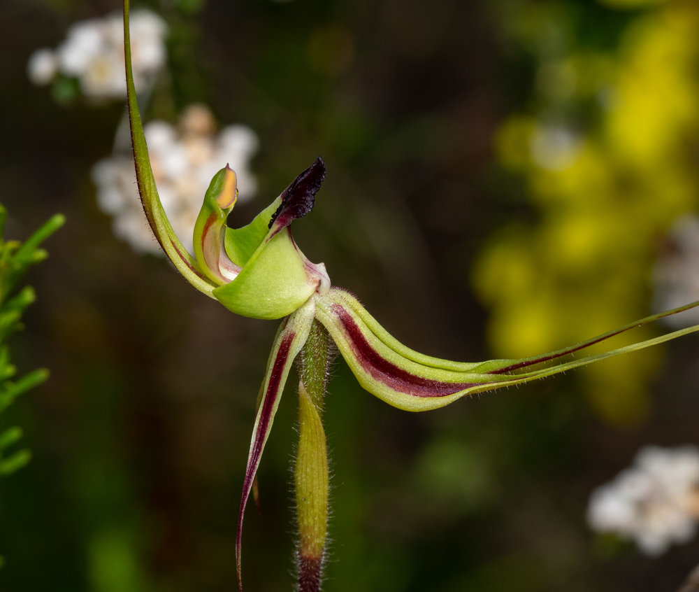 Caladenia exstans (Pointing Spider Orchid)