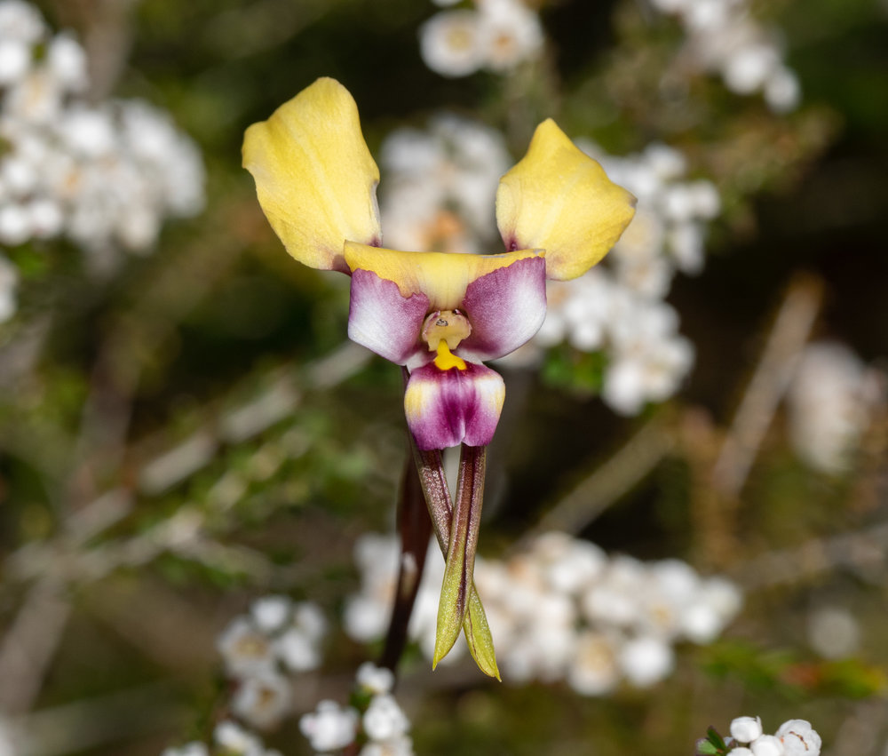 Diuris pulchella (Beautiful Donkey Orchid)
