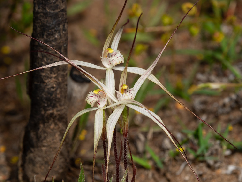 Caladenia microchila (Western Wispy Spider Orchid)