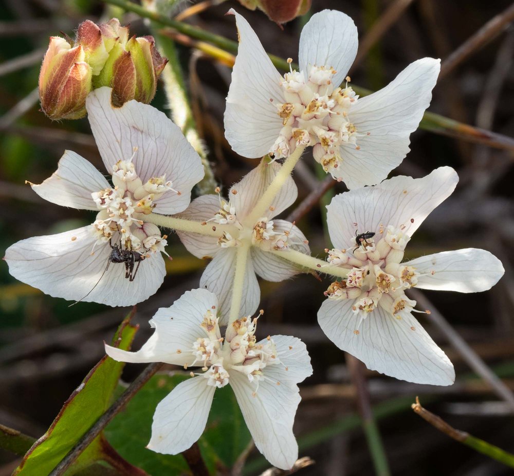 Xanthosia rotundifolia (Southern Cross)