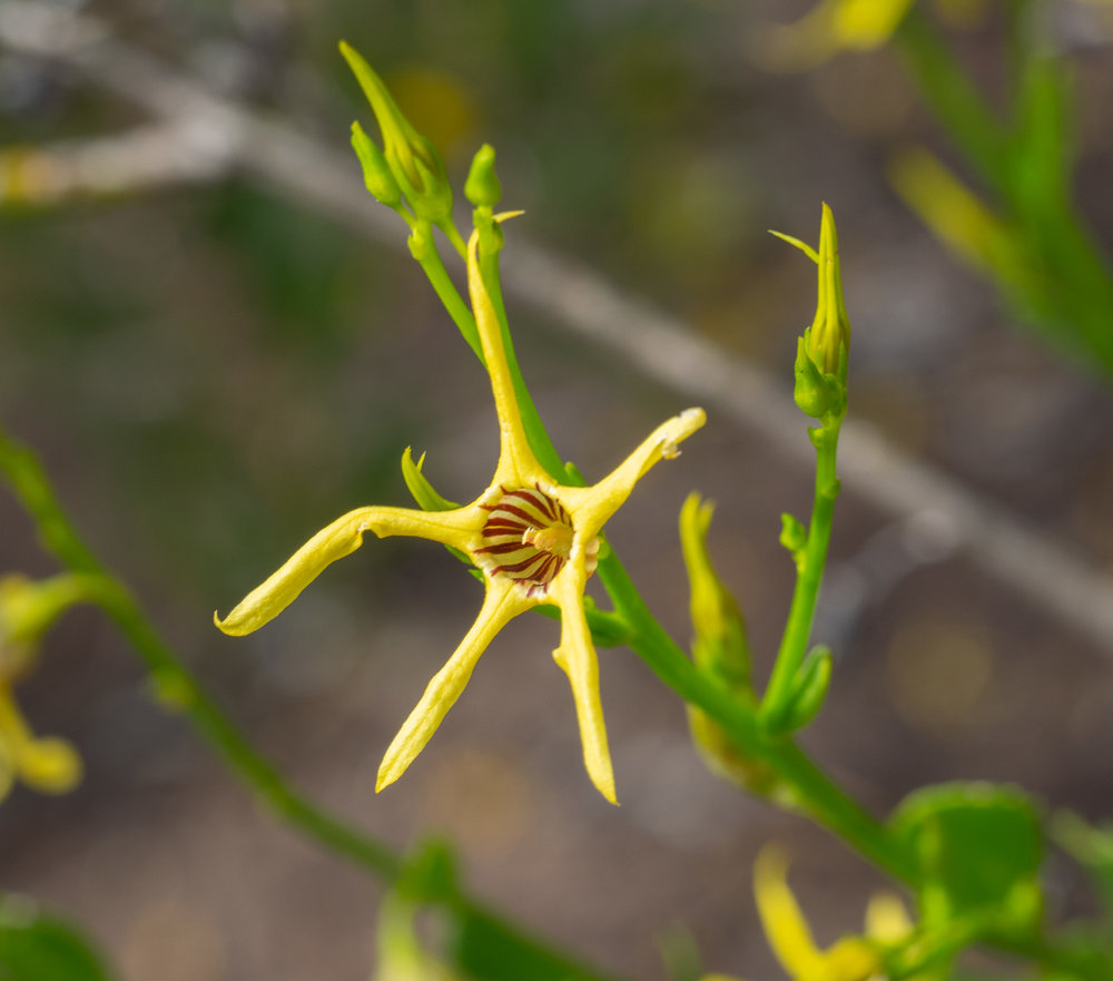 Anthocercis littorea (Yellow Tailflower)