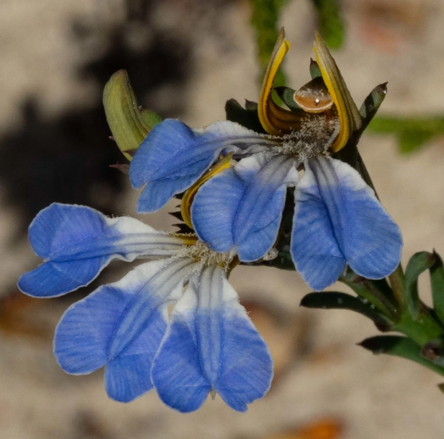 Leschenaultia heteromera (GOODENIACEAE)