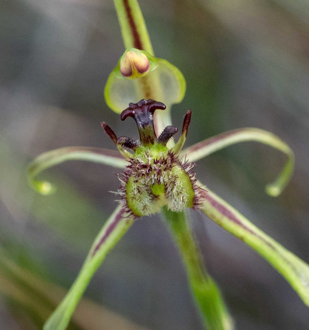 Caladenia barbarosa (Common Dragon Orchid)