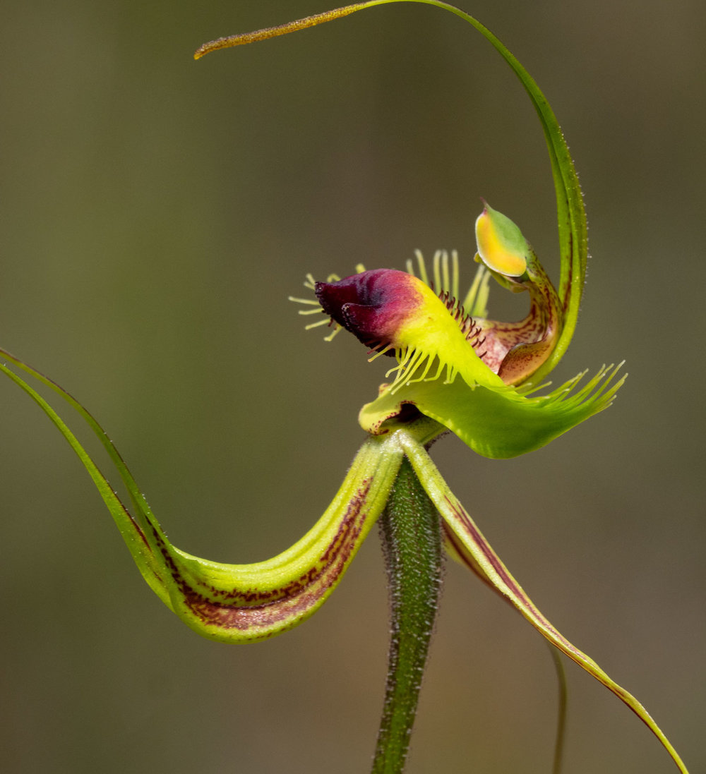 Caladenia lobata (Butterfly Orchid)