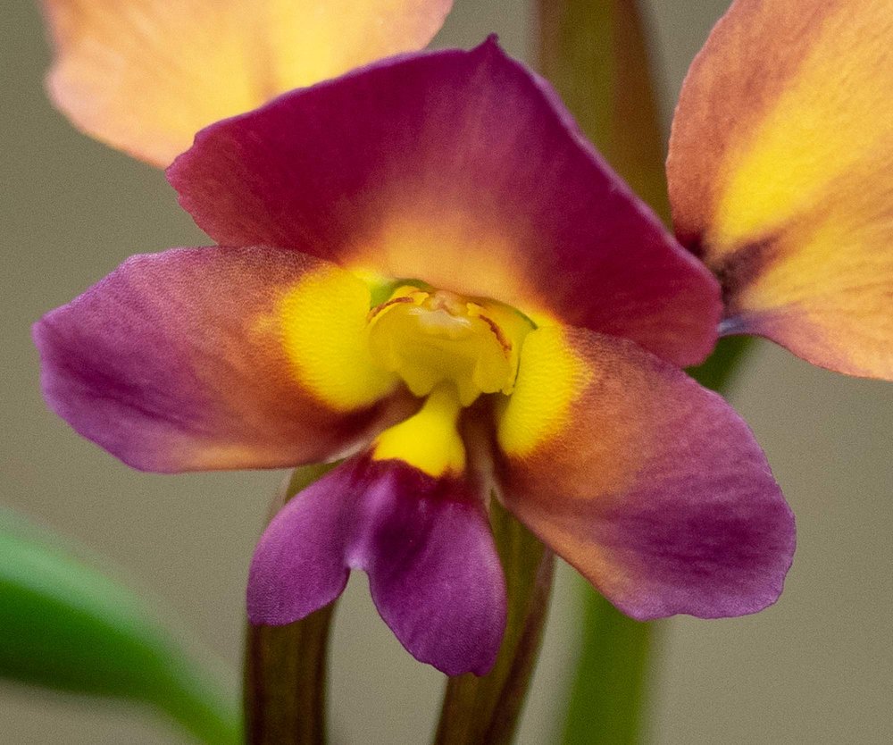 Diuris longifolia (Purple Pansy Orchid)