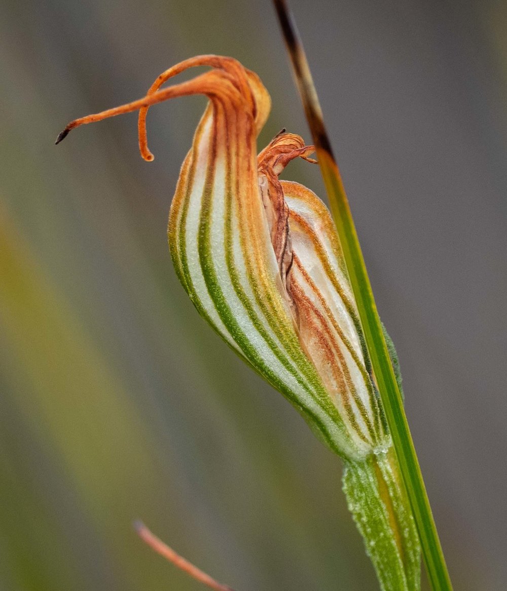 Pterostylis recurva (Jug Orchid)