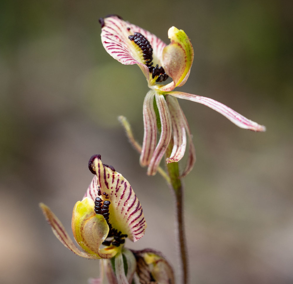 Caladenia cairnsiana (Zebra Orchid)