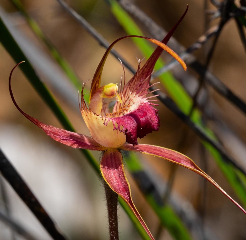 Caladenia ferruginea (Rusty Spider Orchid)