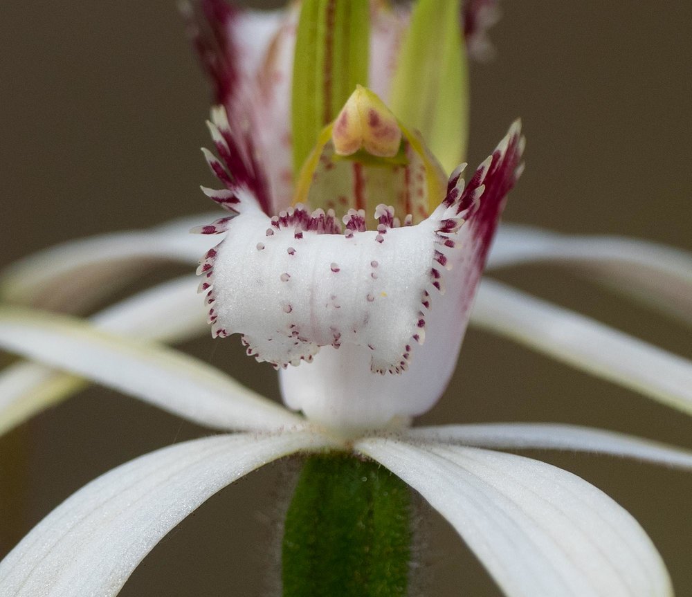 Caladenia splendens (Splendid White Spider Orchid)