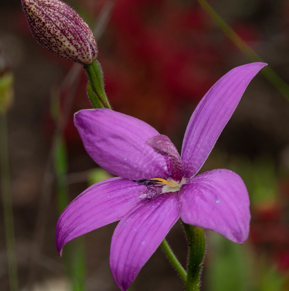 Elythranthera emarginata (Pink Enamel Orchid)