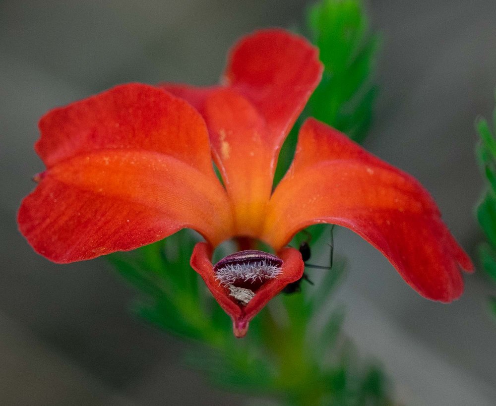 Lechenaultia formosa 