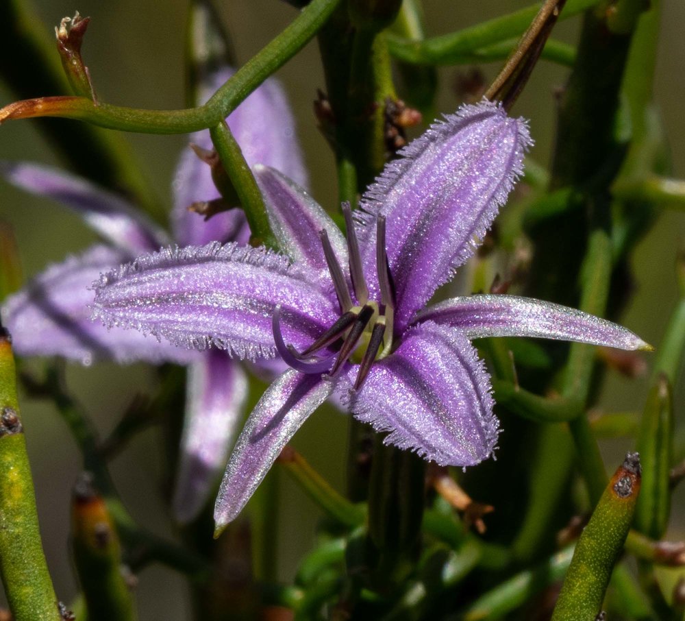 Thysanotis sp. (Fringe Lily)