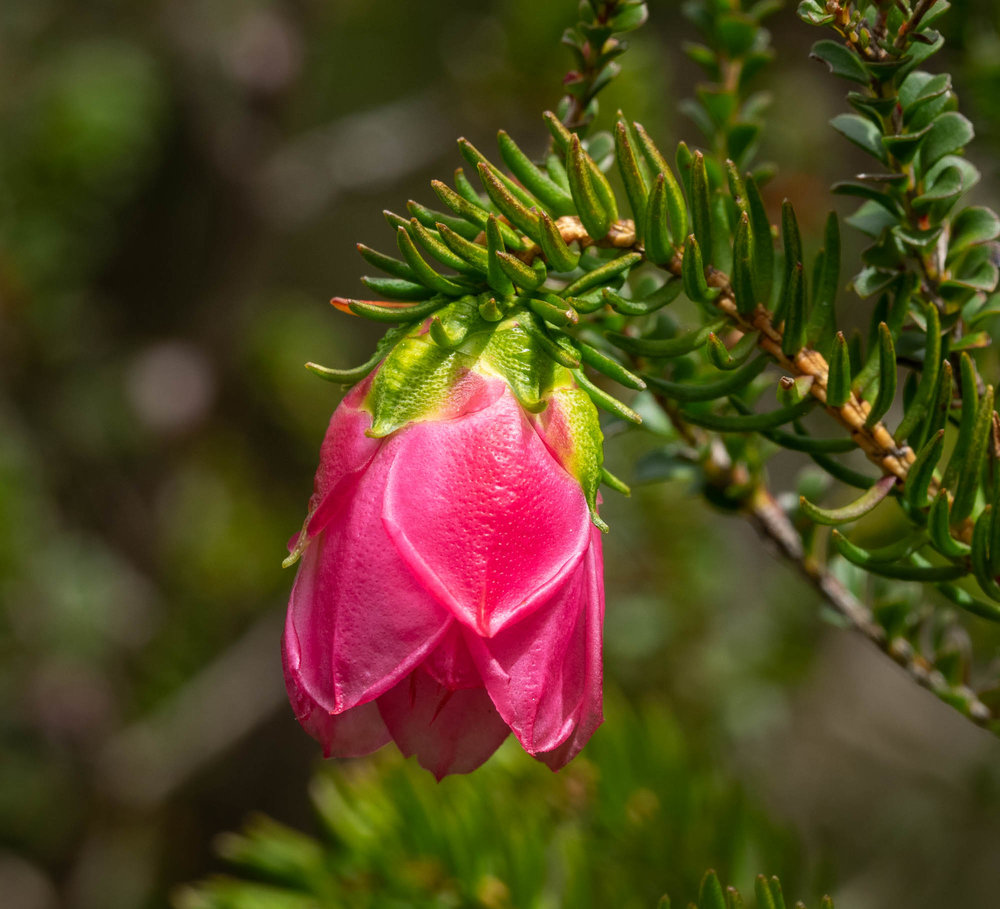 Darwinia lejostyla (Mountain Bell)