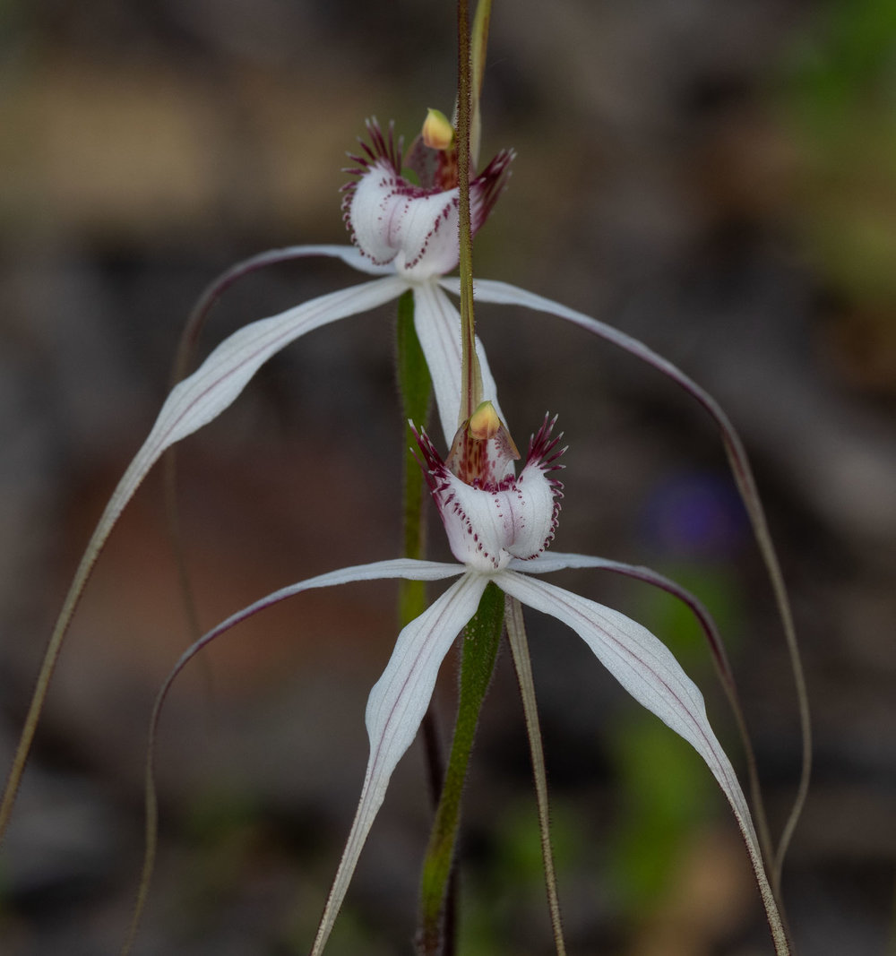 Caladenia longicauda ssp. eminems (Stark White Spider Orchid)