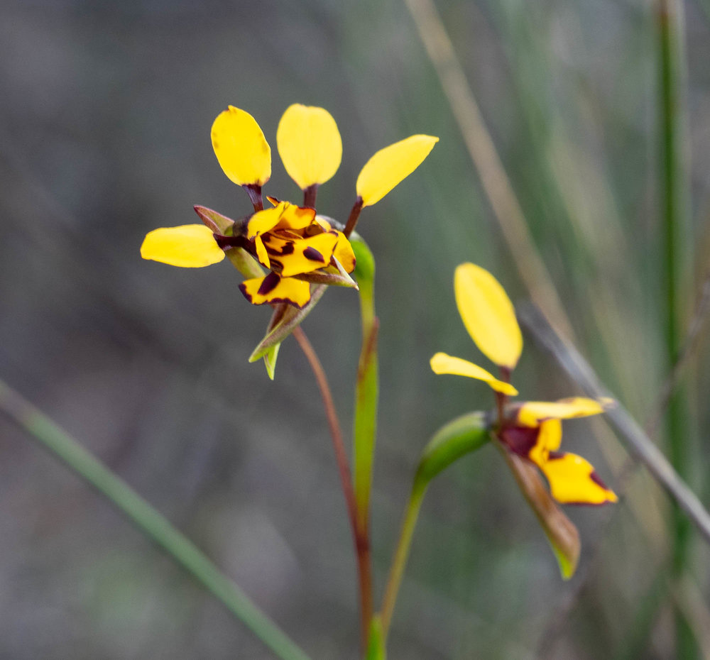 Diuris laxiflora (Bee Orchid)