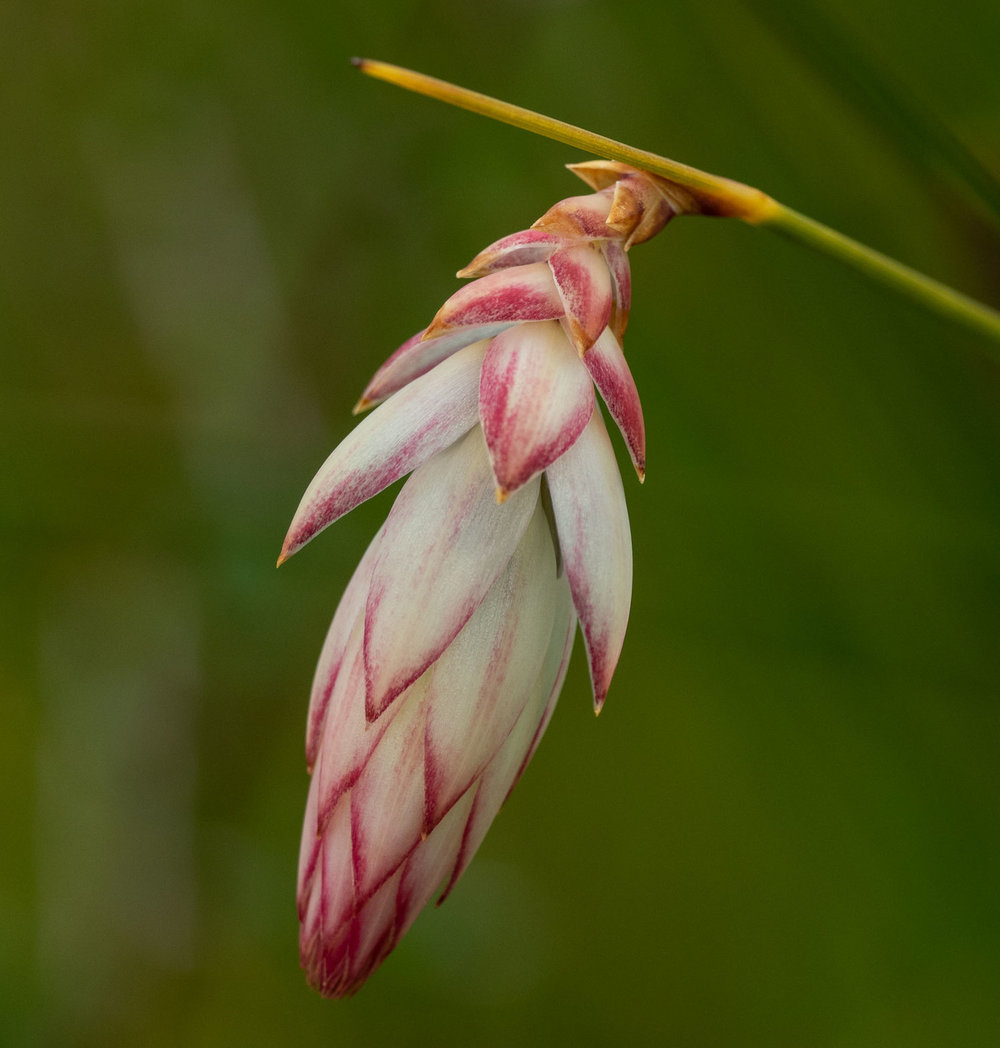 Johnsonia lupulina (Hooded Lily)
