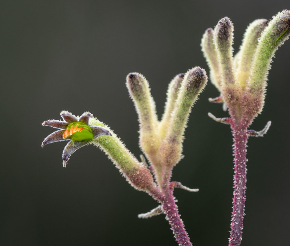 Anigozanthus flavidus (Tall Kangaroo Paw)