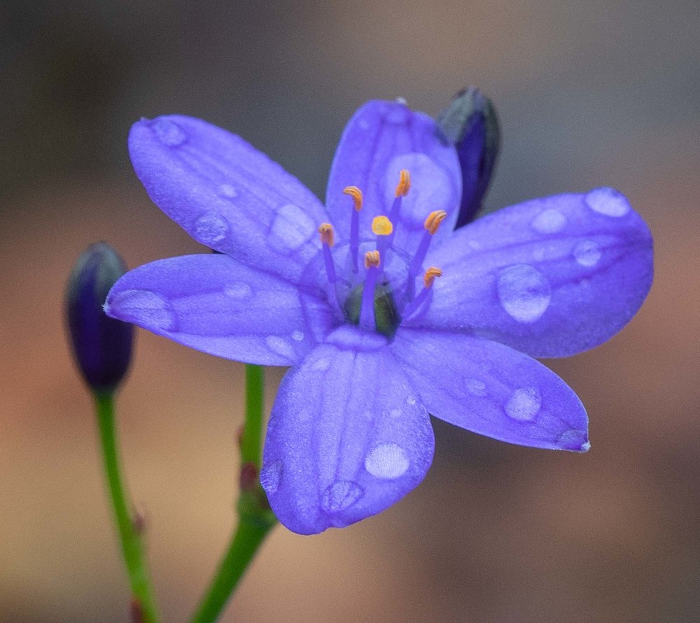 Chaemaescilla corymbosa (Blue Squill)