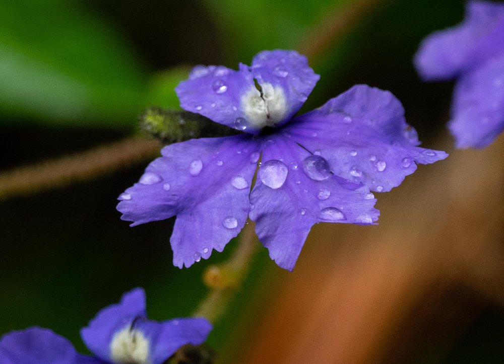 Dampiera hederacea (Karri Dampiera)