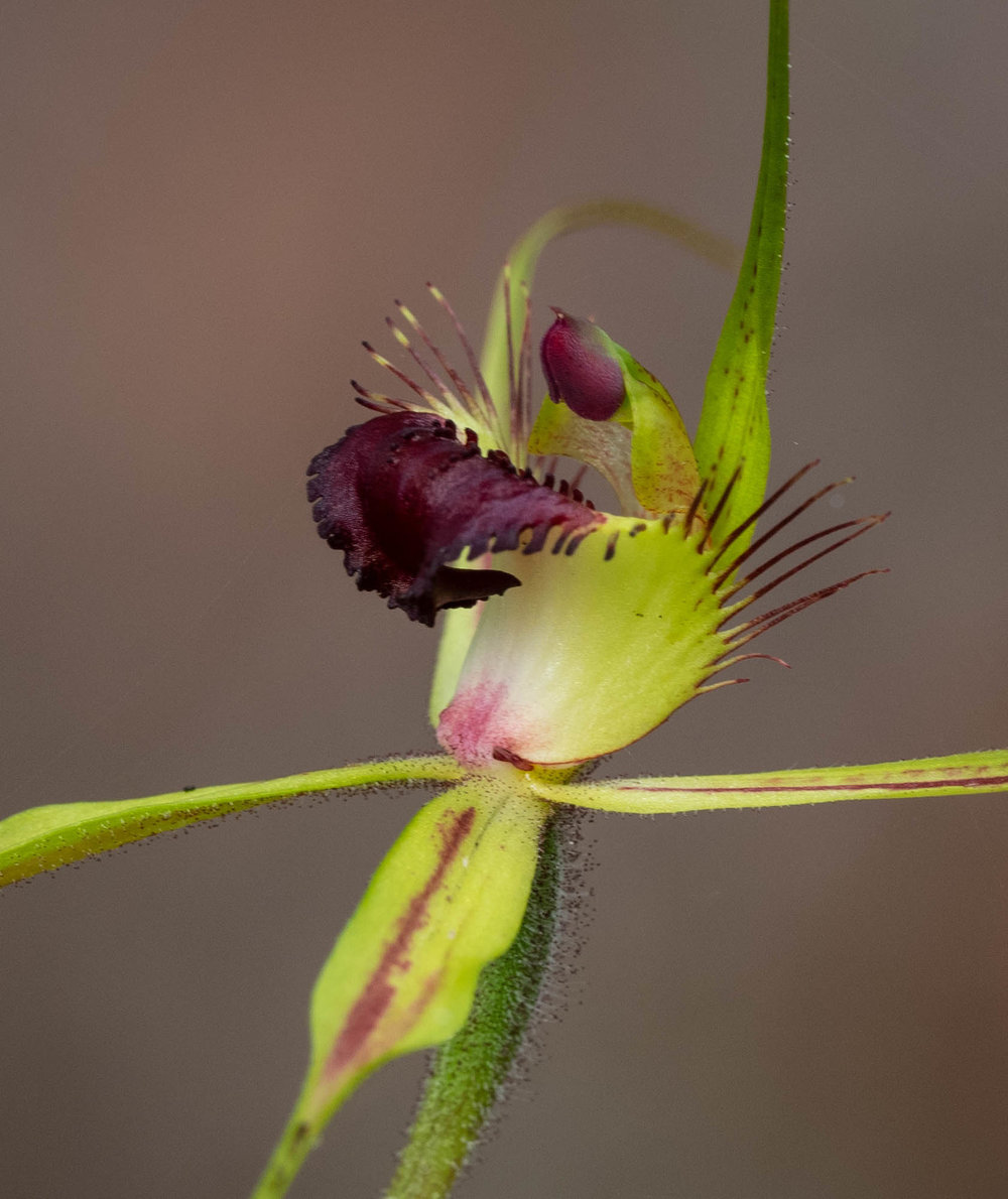 Caladenia magniclavata (Big Clubbed Spider Orchid)