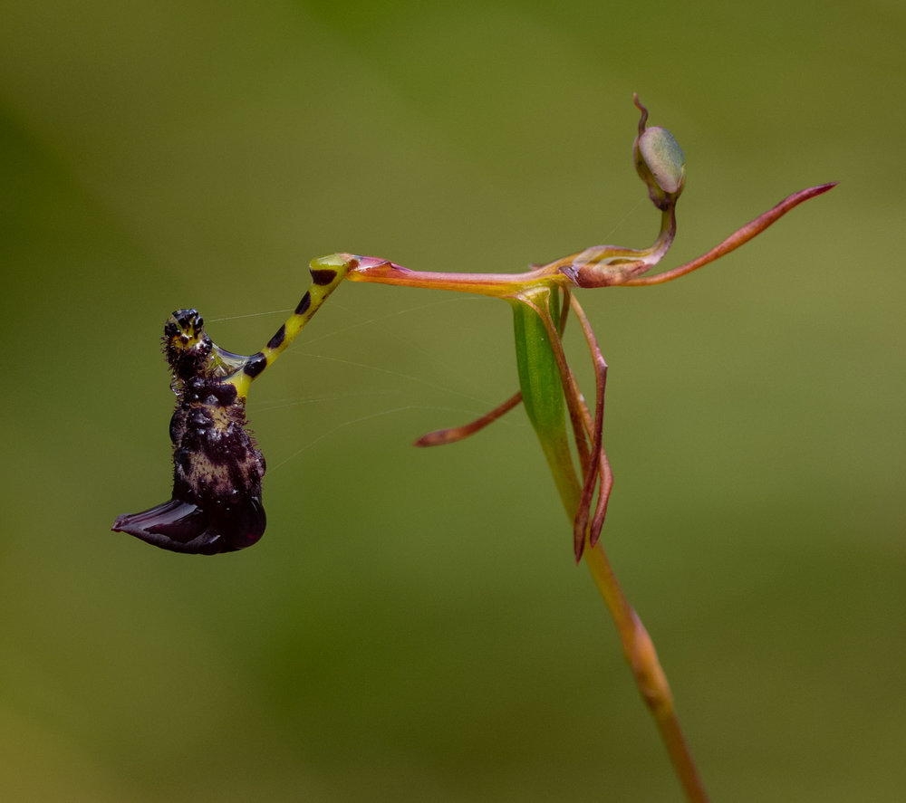 Drakaea livida (Warty Hammer Orchid)