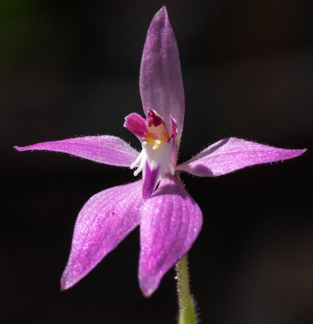 Caladenia latifolia (Pink Fairy Orchid)
