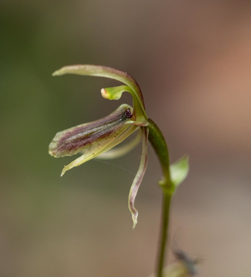 Cyrtostylis huegelii (Midge Orchid)