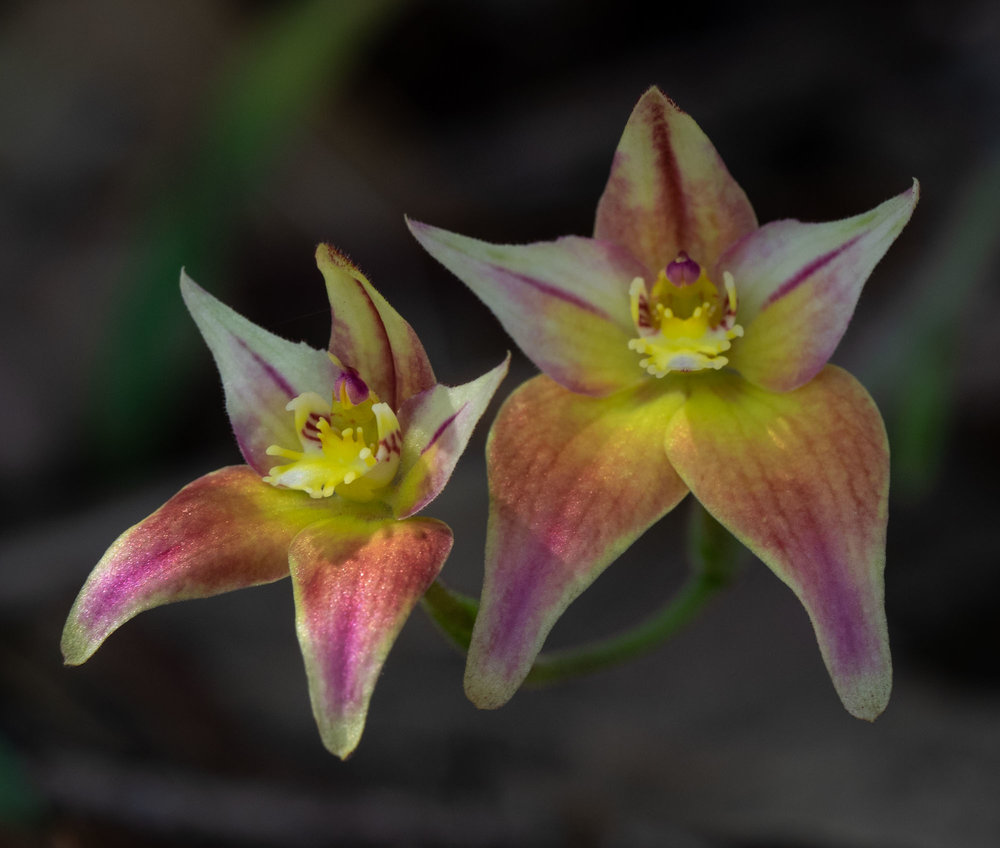 Caladenia hybrid, Cowslip x Pink Fairy