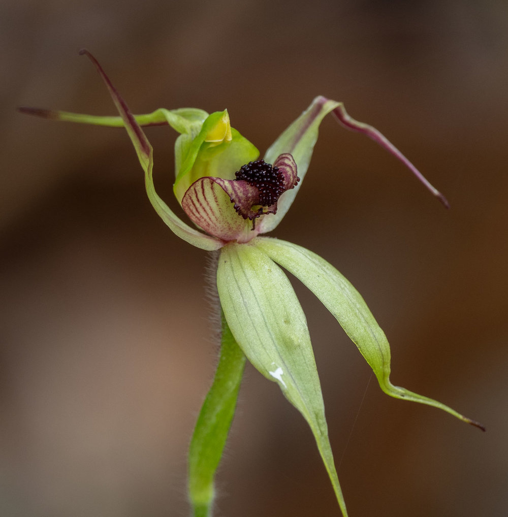 Caladenia macrostylis (Leaping Spider Orchid)