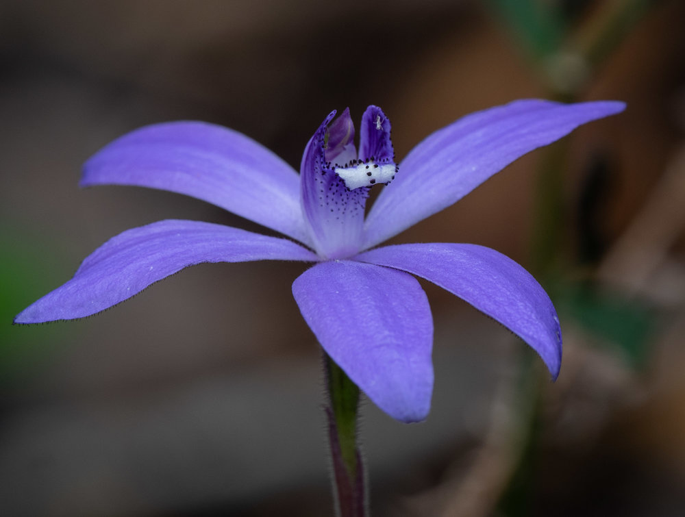 Cyanicula sericea (Silky Blue Orchid)