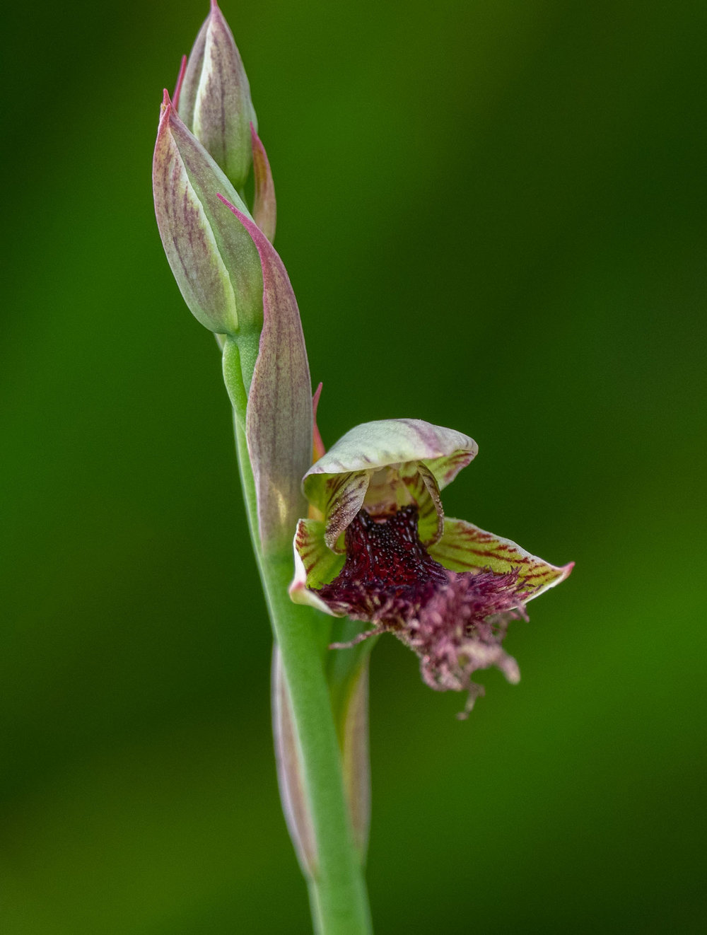 Calochilus sp. (Beard Orchid)
