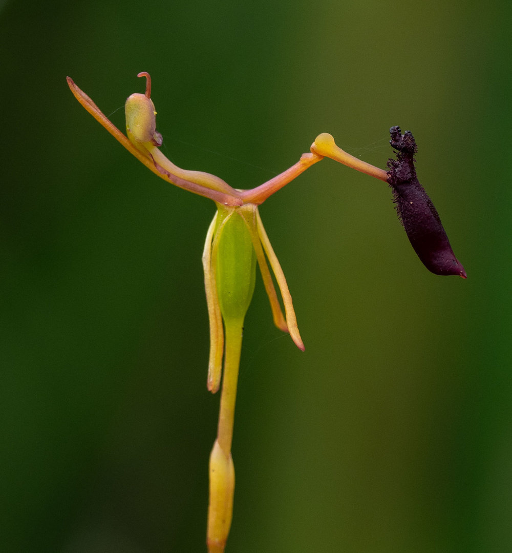 Drakaea thynniphila (Narrow Leaf Hammer Orchid)