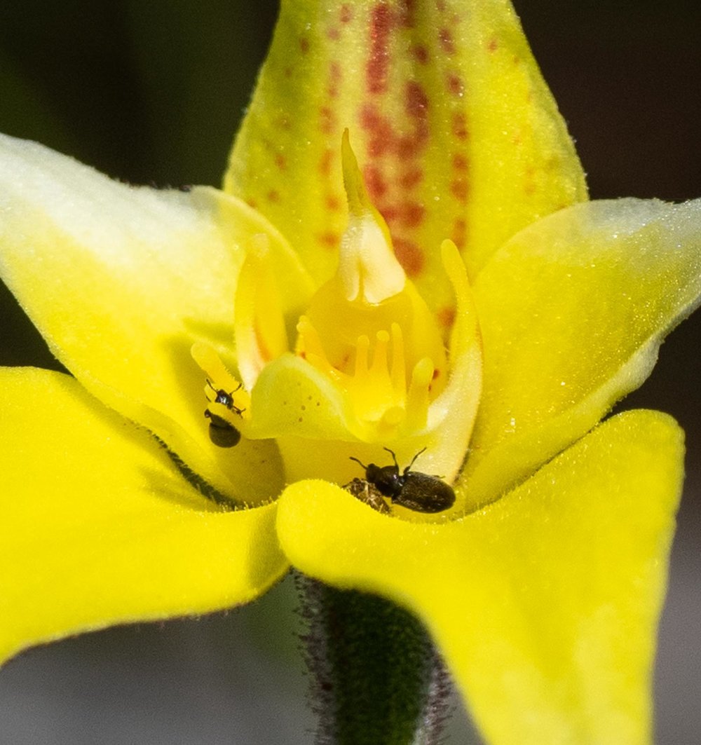 Caladenia flava (Cowslip)