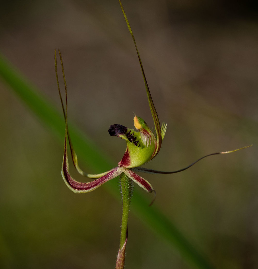 Caladenia attingens ssp. attingens (Forest Mantis Orchid)