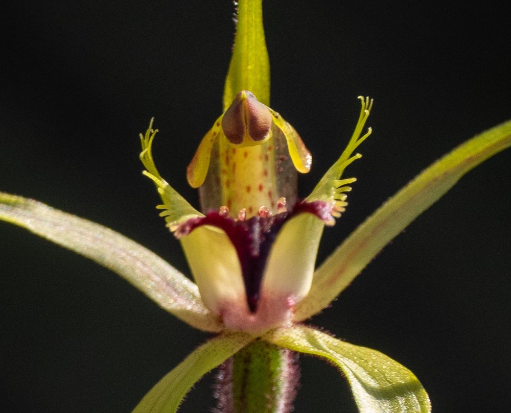 Caladenia infundibularis (Funnel-tipped Spider Orchid)