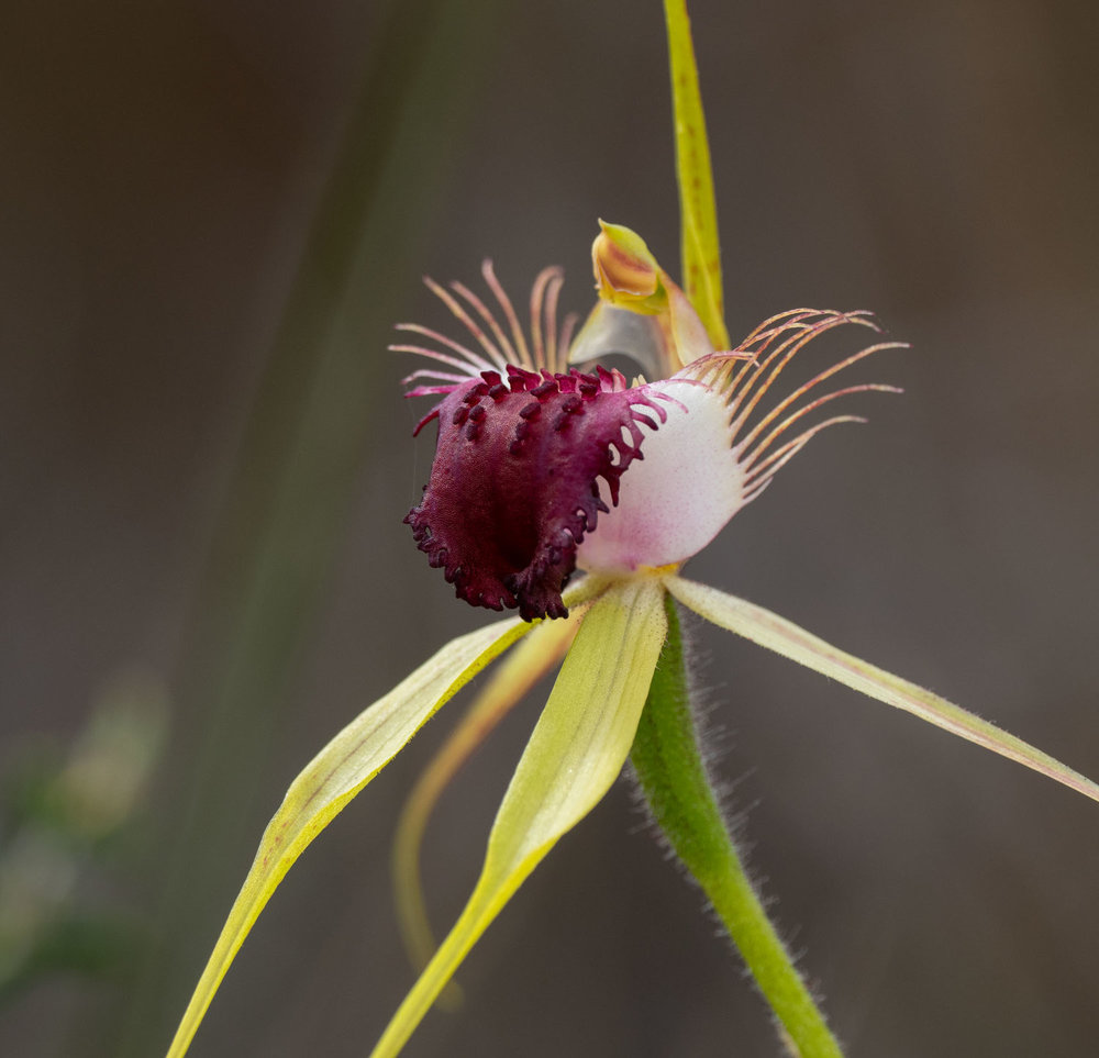Caladenia thinicola (Scott River Spider Orchid)