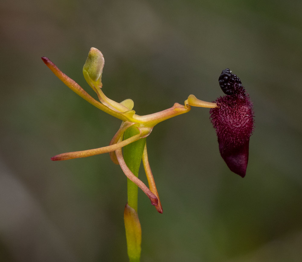 Drakaea glyptodon (King-in-his-carriage)