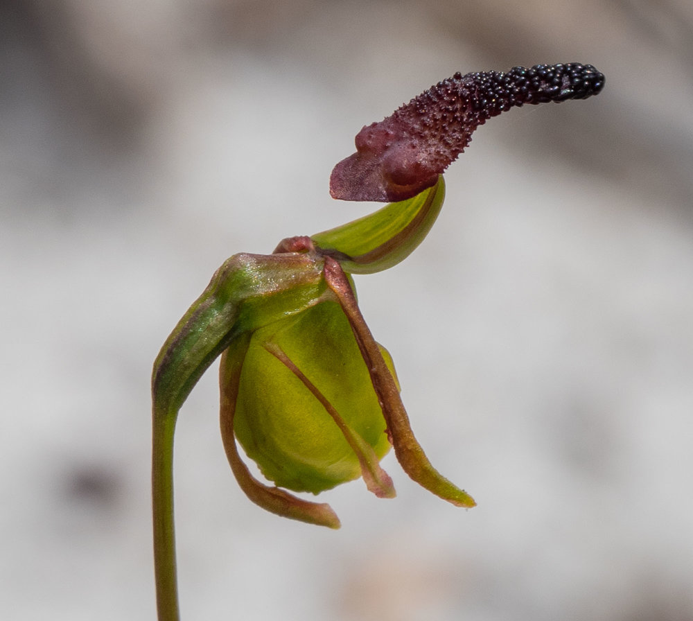 Paracaleana nigrita (Flying Duck Orchid)