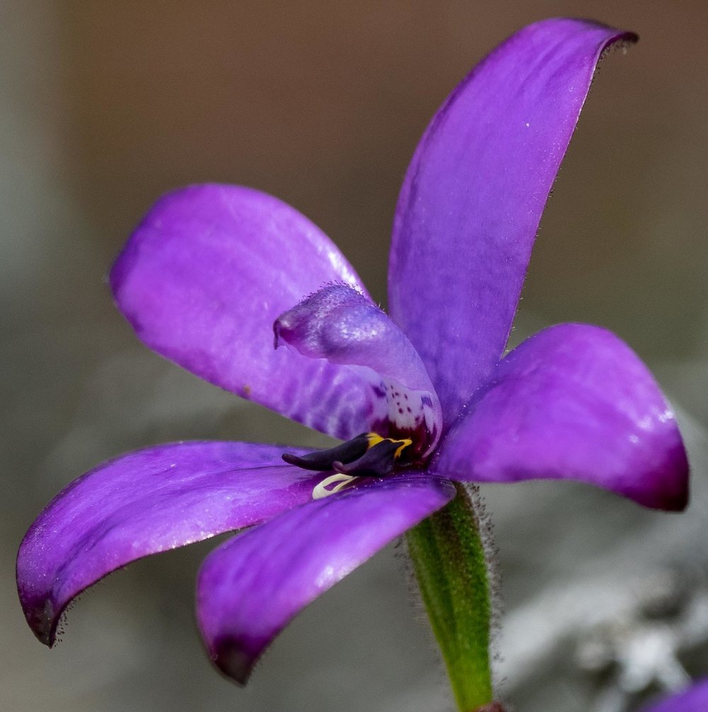 Elythranthera brunonis (Purple Enamel Orchid)