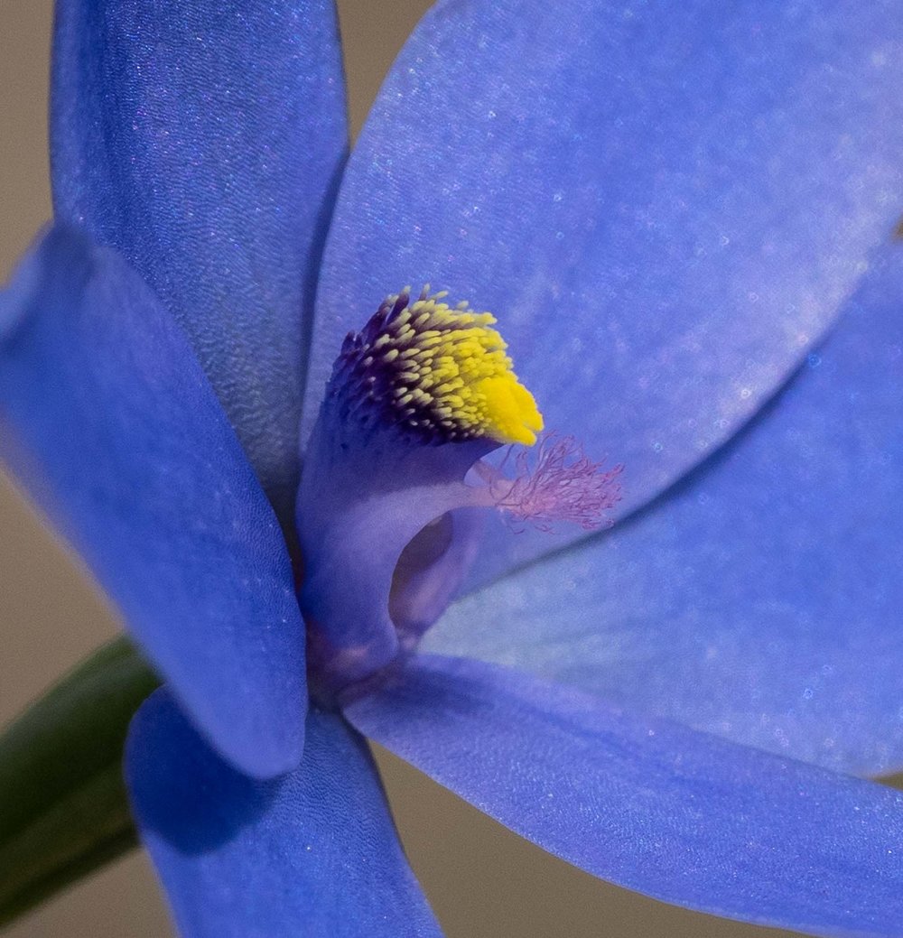 Thelymitra crinita (Lily Orchid)