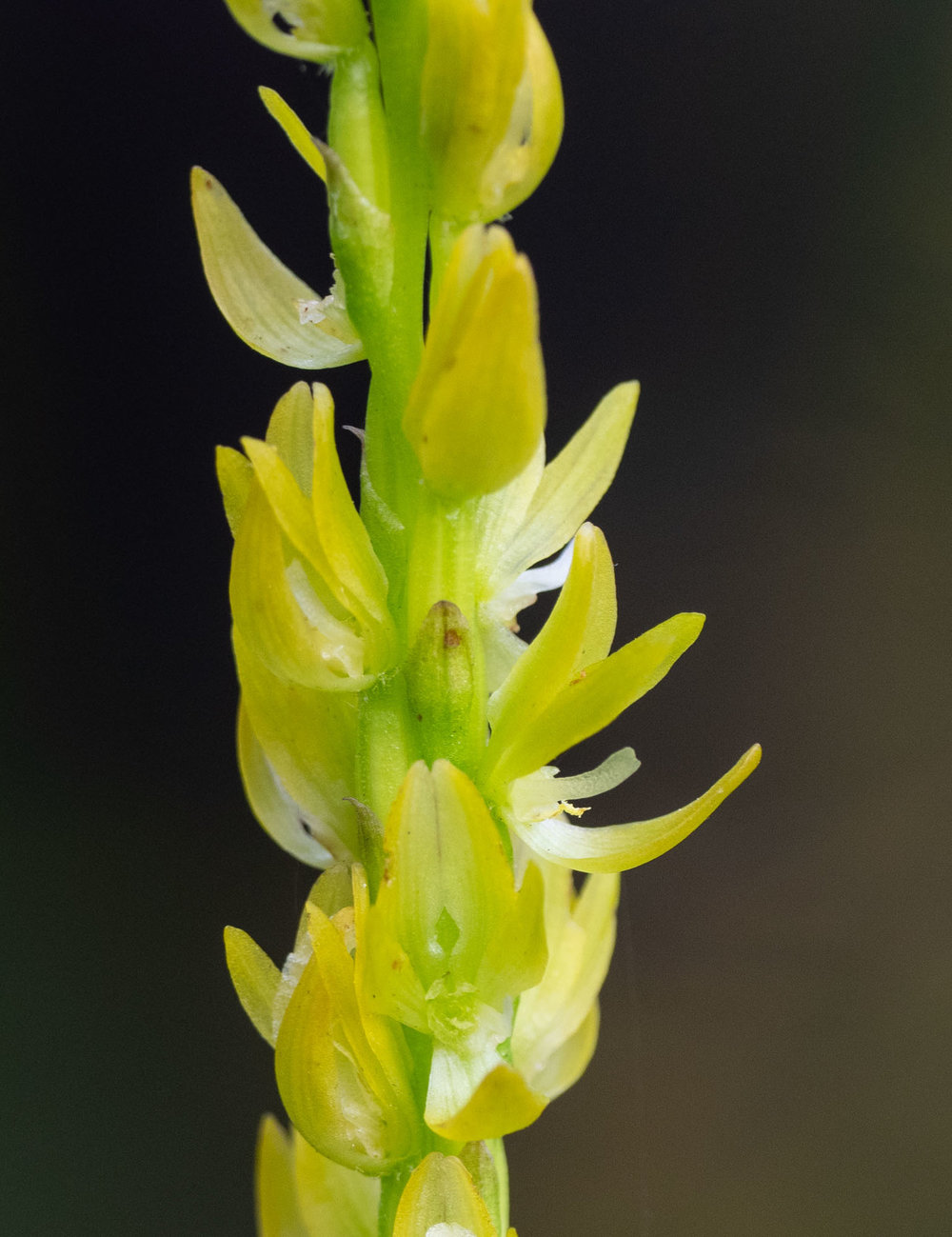 Prasophyllum elatum (Tall Leek Orchid)