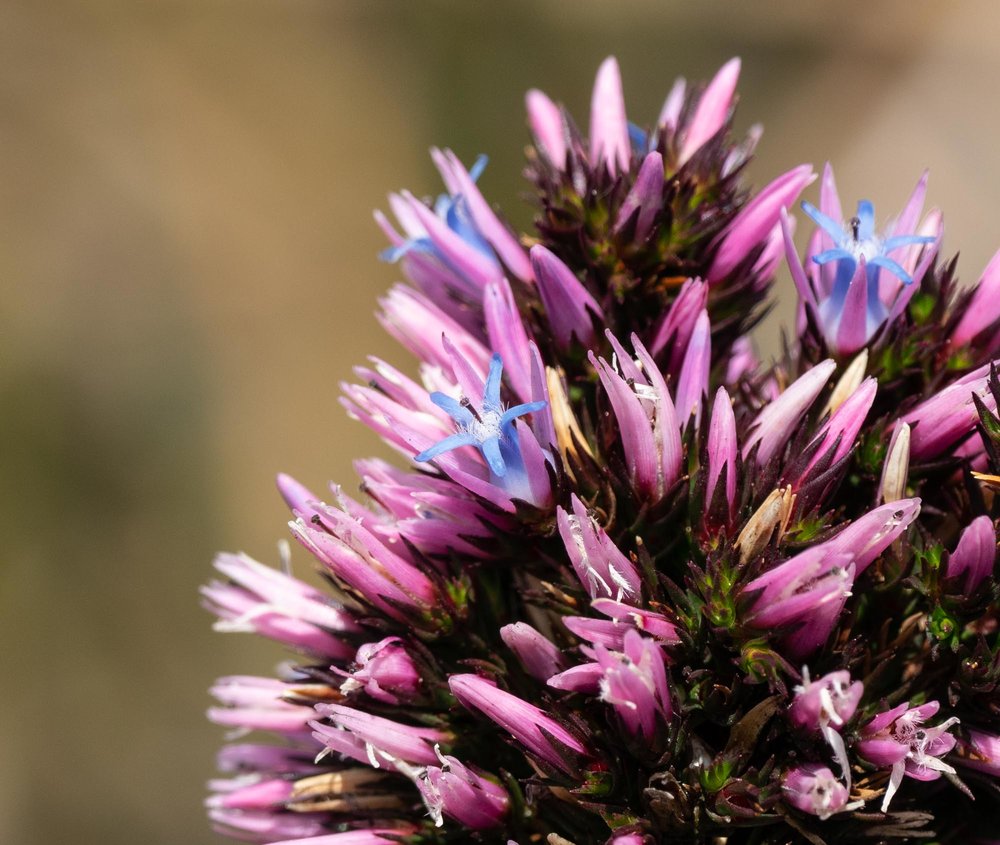 Andersonia caerulea (Foxtails)