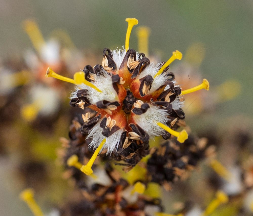 Stirlingia latifolia (Blueboy)