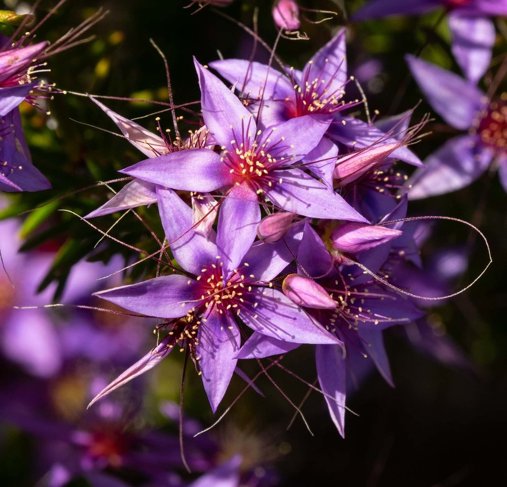 Calytrix sp. ('Fringe-myrtle')