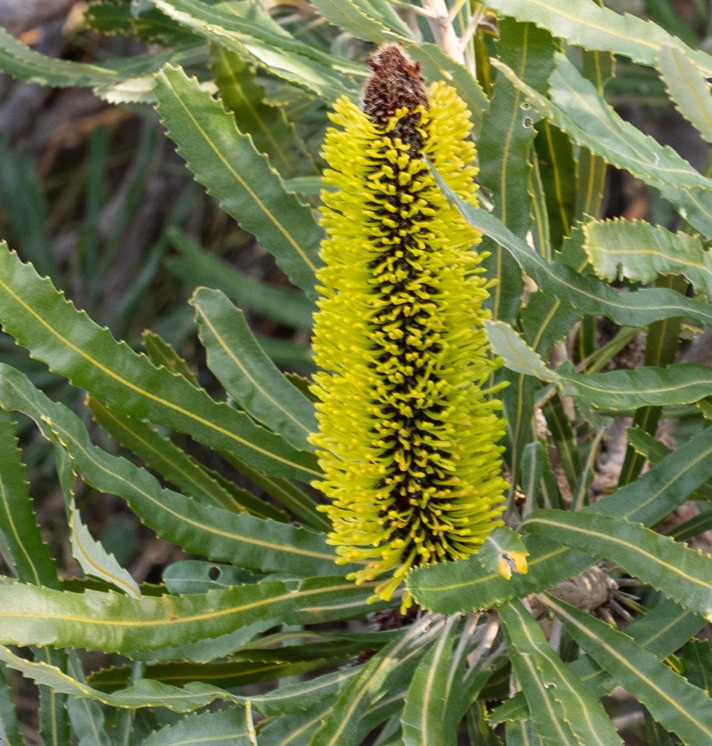 Banksia attennata (Candlestick Banksia)