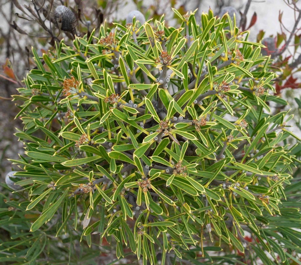 Hakea corymbosa (Cauliflower Hakea)